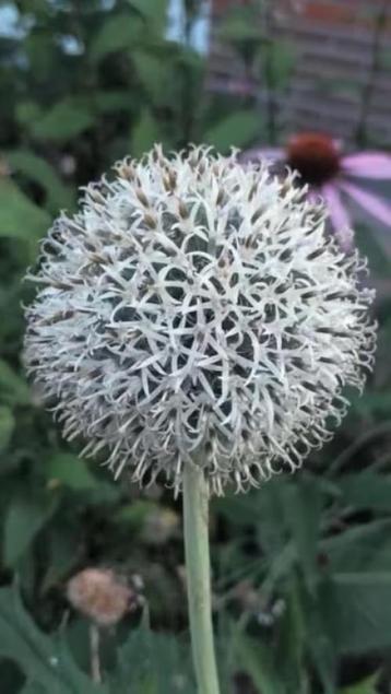 Zaailingen witte kogeldistel , 0,75 cent  beschikbaar voor biedingen