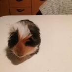 Cavia's, Dieren en Toebehoren, Knaagdieren, November, Meerdere dieren, Cavia