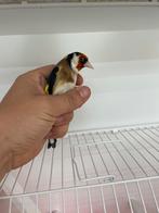 Major mutations chardonnerets, Dieren en Toebehoren, Vogels | Overige Vogels, Mannelijk
