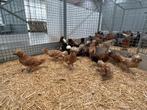 Padua / kuifhoen kippen , vele soorten ruime keuze, Dieren en Toebehoren, Pluimvee, Meerdere dieren, Kip