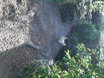 Poule de Bresse, Dieren en Toebehoren, Vrouwelijk, Kip