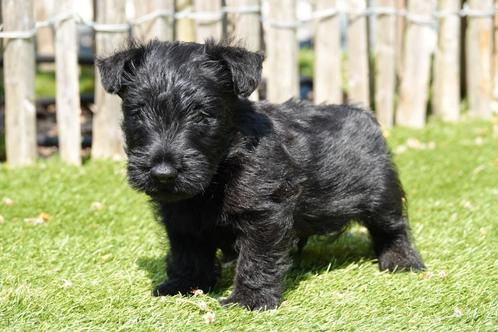 Prachtige schotse terriër pup (scottish terriër), Dieren en Toebehoren, Honden | Jack Russells en Terriërs, Reu, Overige rassen