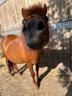 Shetlander merrie, Dieren en Toebehoren, Pony's, Niet van toepassing, A pony (tot 1.17m), 11 jaar of ouder, Recreatiepony