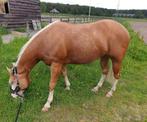 Liefste Apha paint gelding 2019, Dieren en Toebehoren, Paarden, Minder dan 160 cm, Gechipt, Ruin, 3 tot 6 jaar