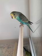 Grasparkieten, Dieren en Toebehoren, Vogels | Parkieten en Papegaaien, Tam