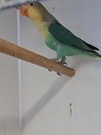 dwerg papegaai ficherie, Papegaai