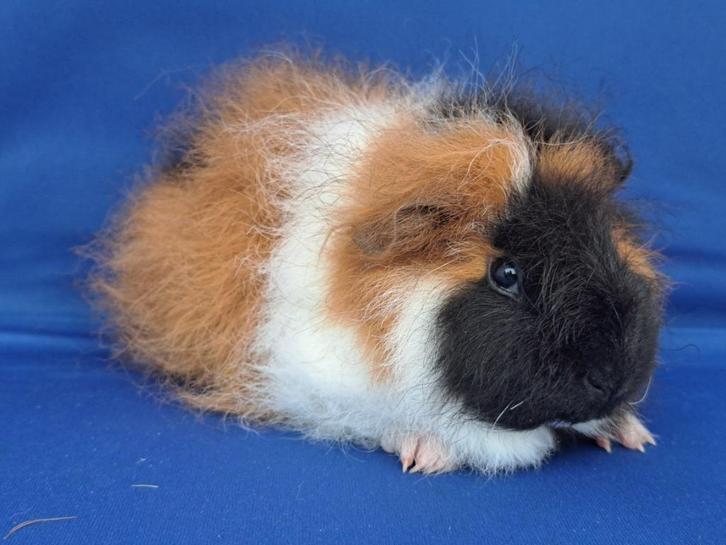 Lieve Ch Teddy beertje te koop, Dieren en Toebehoren, Knaagdieren, Mannelijk, Cavia, Juni, Tam
