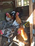 5 mix serama hanen te koop, Dieren en Toebehoren, Pluimvee
