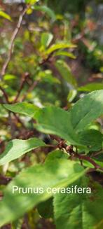 Prunus cerasifera, Ophalen