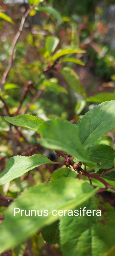 Prunus cerasifera, Jardin & Terrasse, Plantes | Jardin, Enlèvement