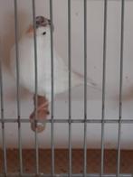Kanarie wit recessief van 2025 - Man, Dieren en Toebehoren, Mannelijk, Kleurkanarie