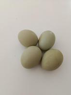 araucana olijfkleur legger 4+2 GRATIS 1e beller 0499/082381, Dieren en Toebehoren, Pluimvee, Vrouwelijk, Kip