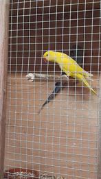 Halsband parkiet 2025, Dieren en Toebehoren, Parkiet, Geringd