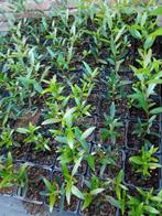 Tilleul en pierre, Jardin & Terrasse, Enlèvement