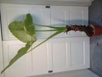 Grote Alocasia macrorrhiza olifantsoor, Ophalen