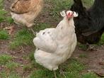 Arocana hen, Dieren en Toebehoren, Pluimvee
