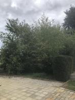 10 diverse fruitbomen, Ophalen, 400 cm of meer, Halfschaduw, Appelboom