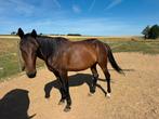 Prachtige jonge  dravermerrie, Dieren en Toebehoren, Paarden, Merrie