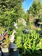 Agrapantus witte bloem met pot, Tuin en Terras, Planten | Tuinplanten, Ophalen of Verzenden, Volle zon