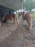 gratis  kleine pakjes stro, Zakelijke goederen, Landbouw | Veevoer, Ophalen