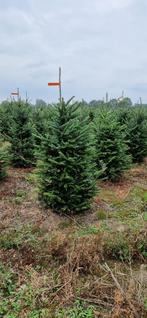 Kerstbomen nordman, Tuin en Terras, Ophalen