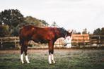 AQHA hengstenveulen, Dieren en Toebehoren, Paarden