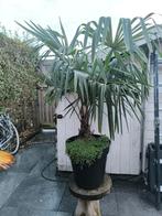 Palmboom Trachycarpus Fortunei, Tuin en Terras, Planten | Bomen, Ophalen, Palmboom