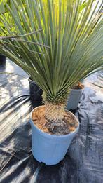 Yucca rostrata, Overige soorten, Minder dan 100 cm, Zomer, Ophalen