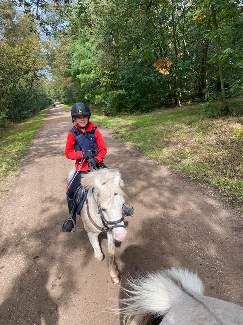 Leuke welsh A pony, Dieren en Toebehoren, Pony's, Ruin, B, A pony (tot 1.17m), Recreatiepony, 11 jaar of ouder, Met stamboom, Gechipt