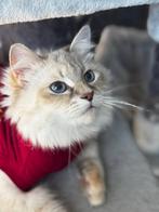 Siberische katten te koop, Dieren en Toebehoren, Poes, Gechipt, 0 tot 2 jaar