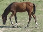 Hengst  2024  -  Merrie  2023 Springericht., Dieren en Toebehoren, Paarden, Springpaard, Gechipt, 0 tot 2 jaar, Hengst