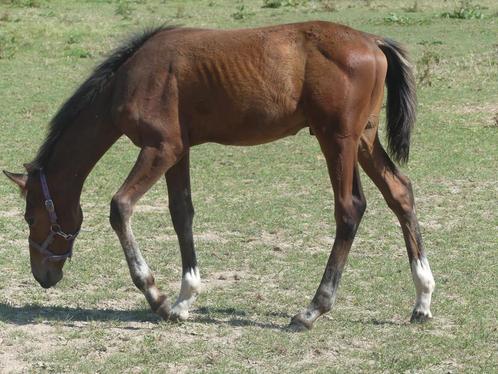 Hengst  2024  -  Merrie  2023 Springericht., Dieren en Toebehoren, Paarden, Hengst, Onbeleerd, 165 tot 170 cm, 0 tot 2 jaar, Springpaard