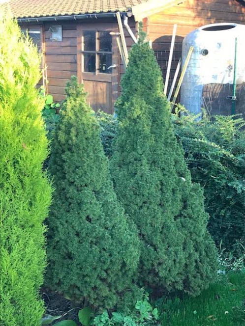 naaldbomen, Tuin en Terras, Tuinbeelden, Ophalen