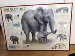 vintage kader didactisch materiaal olifant, Enlèvement