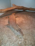 Varanus acanthurus, Dieren en Toebehoren, Hagedis