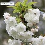 BLOEM KERSELAARS COLT, massa's witte bloemen! Laagstam 10€/s, Tuin en Terras, Vaste plant, Ophalen of Verzenden, Lente, Overige soorten