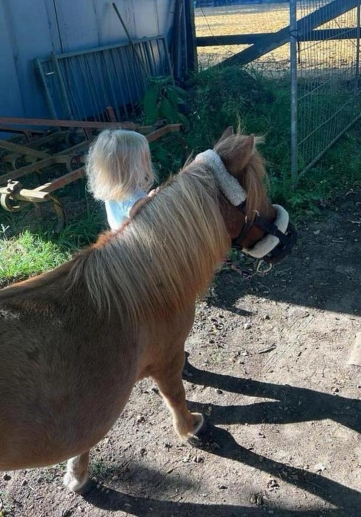 Allround kinderpony, Dieren en Toebehoren, Pony's, Merrie, B, A pony (tot 1.17m), Dressuurpony, 7 tot 10 jaar, Gechipt, Ontwormd