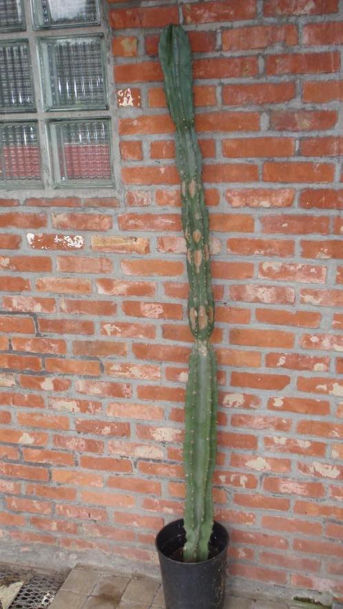 Grote echte zuil cactus Cereus Peruvianus 161 cm, Maison & Meubles, Plantes d'intérieur, Cactus, 150 à 200 cm, Plante verte, Plein soleil