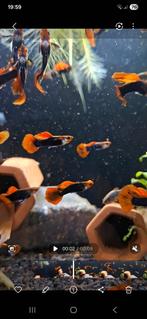 Red cap brazilian guppy guppies / enkel mannnen, Poisson, Poisson d'eau douce, Banc de poissons