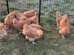 Orpington buff, Dieren en Toebehoren