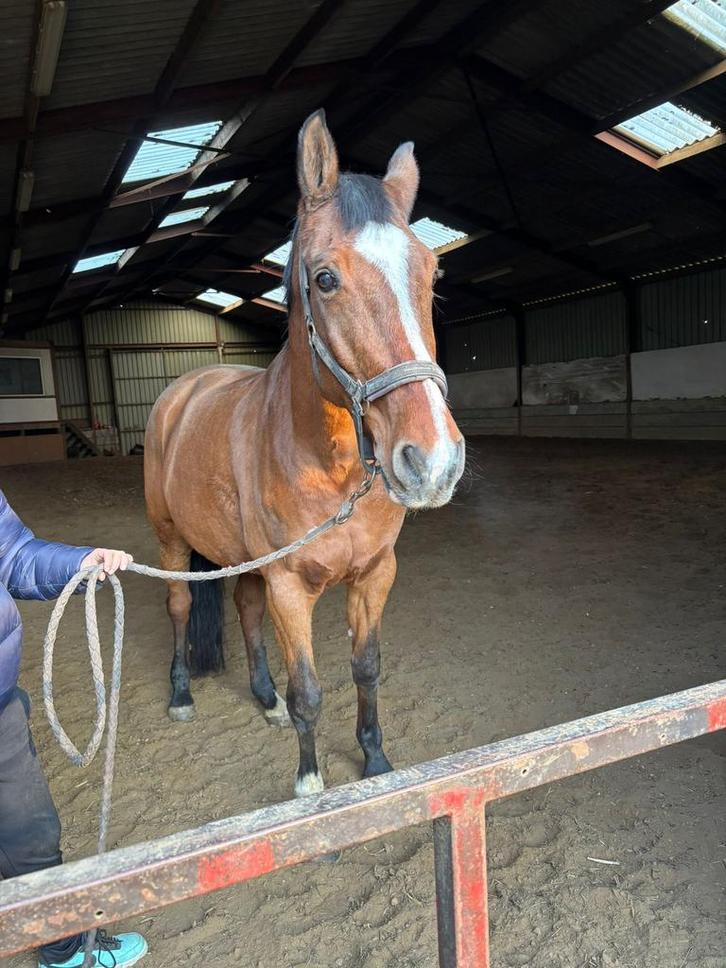 Drachtige leermeester te koop, Dieren en Toebehoren, Paarden, Merrie, Niet van toepassing, 170 tot 175 cm, 11 jaar of ouder, Springpaard
