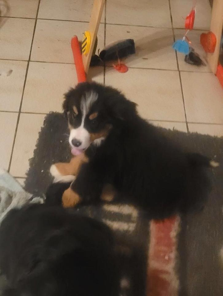 Berner sennen pups groeien op in huiselijke kring met poezen, Animaux & Accessoires, Chiens | Bouledogues, Pinschers & Molossoïdes