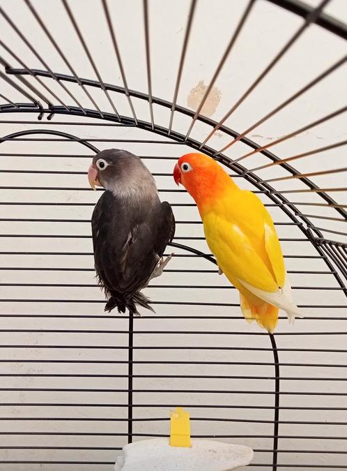 Onafscheidelijk koppel met kooi te voet, Dieren en Toebehoren, Vogels | Parkieten en Papegaaien, Parkiet, Meerdere dieren