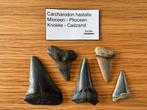 Set Carcharodon Hastalis (C1), Ophalen of Verzenden, Fossiel