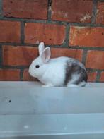 Jong dwergkonijntje, heel tam, Dieren en Toebehoren, Vrouwelijk, Klein