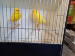 Kanaries, Dieren en Toebehoren, Vogels | Kanaries, Meerdere dieren, Kleurkanarie
