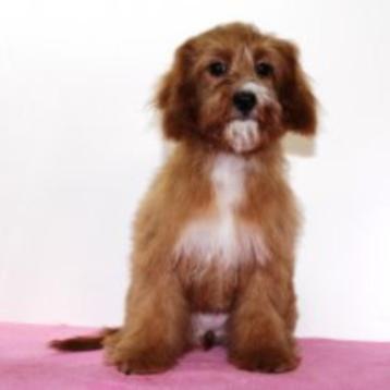 Cavapoo-puppy’s te koop beschikbaar voor biedingen