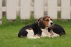 Chiots Beagle - Eleveur Belge de Beagle