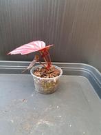 Begonia inca flame nr 44, Ophalen