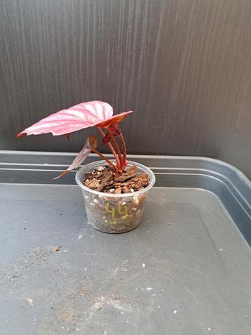 Begonia inca flame nr 44 beschikbaar voor biedingen